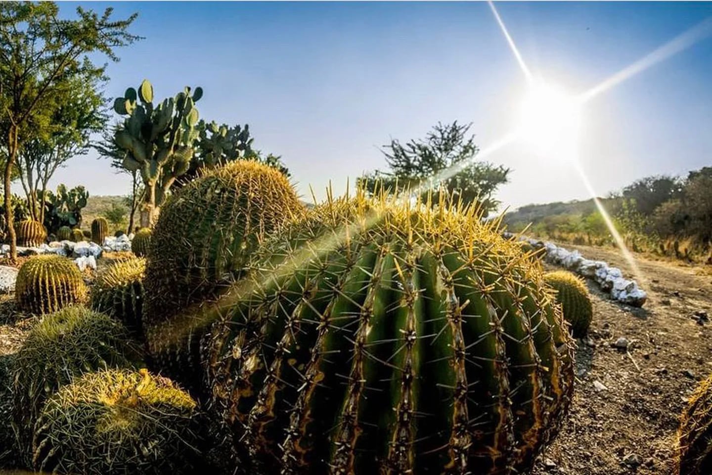 Cactáceas, riqueza natural de México, Secretaría de Medio Ambiente y  Recursos Naturales, Gobierno