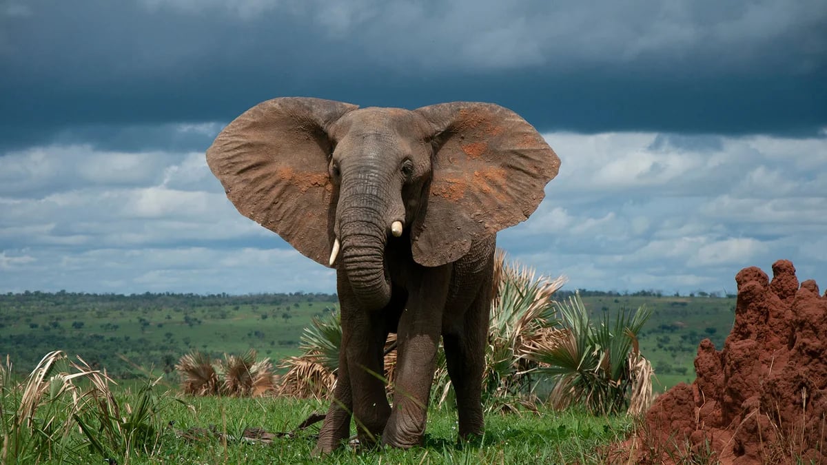 Los ataques de elefantes son cada vez más comunes, dicen los expertos
