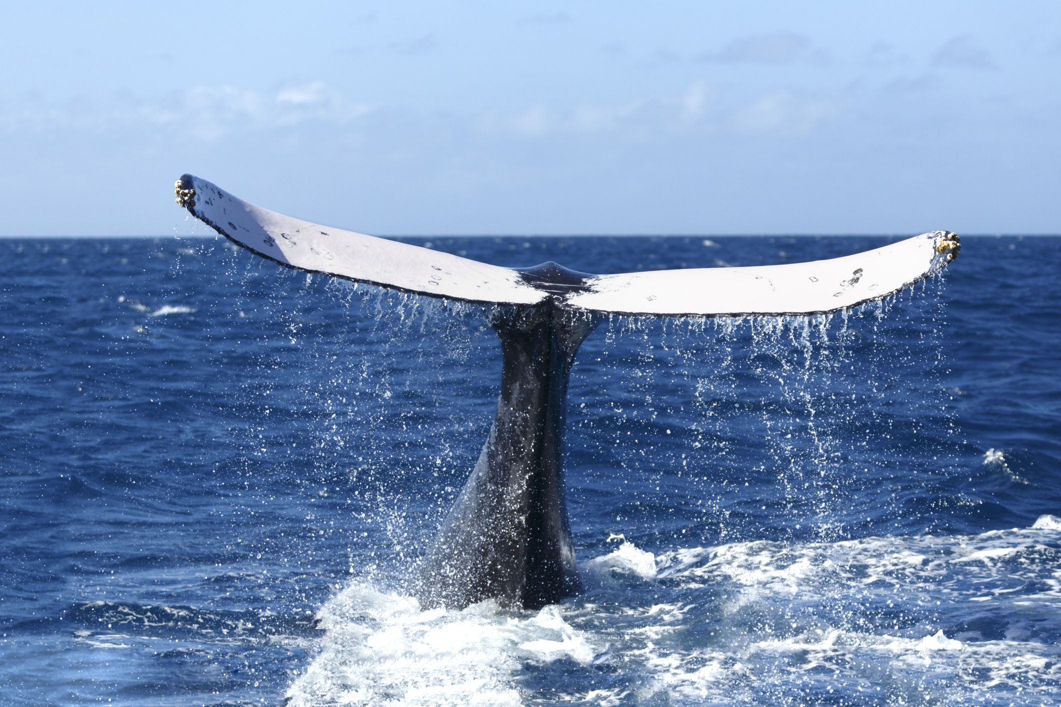 El hallazgo en 2019 de una ballena muerta en la costa de los Everglades de Florida disparó la investigación por la nueva especie (Getty Images)