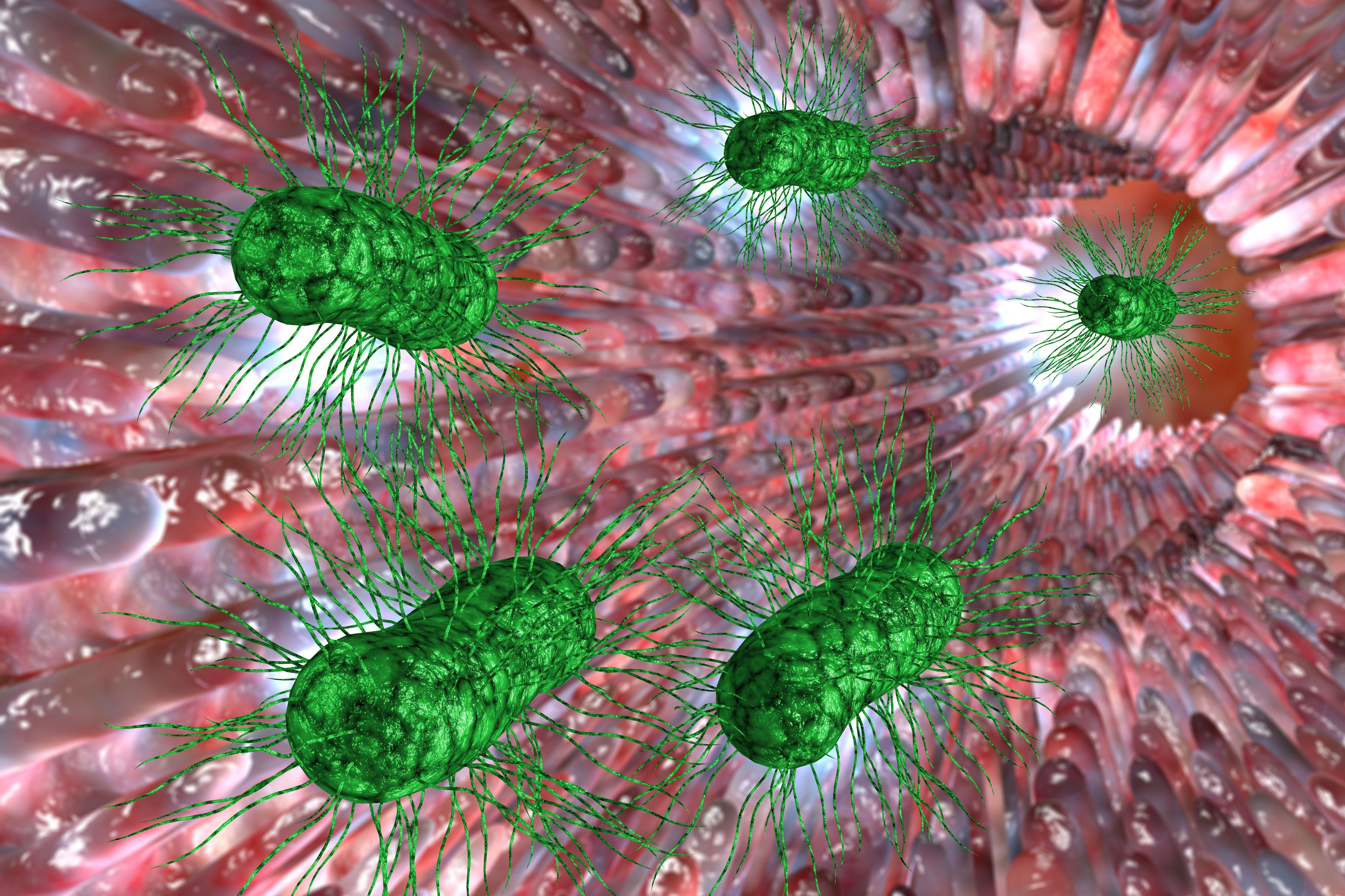 Representación de bacterias en el intestino (Shutterstock)