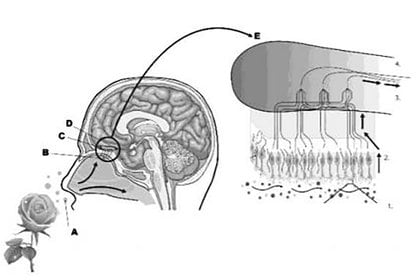 Anatomía de la mucosa olfatoria