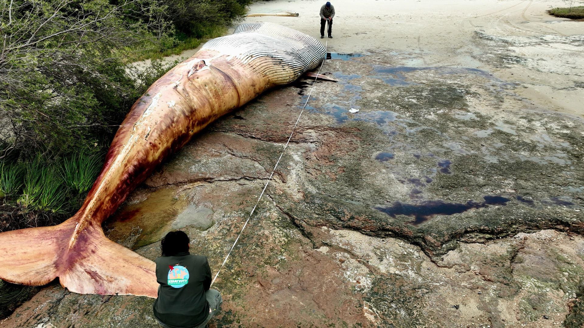 La ballena mide 15,5 metros de largo y pesa alrededor de 20 toneladas  (EFE/ Reserva Kerayvoty)
