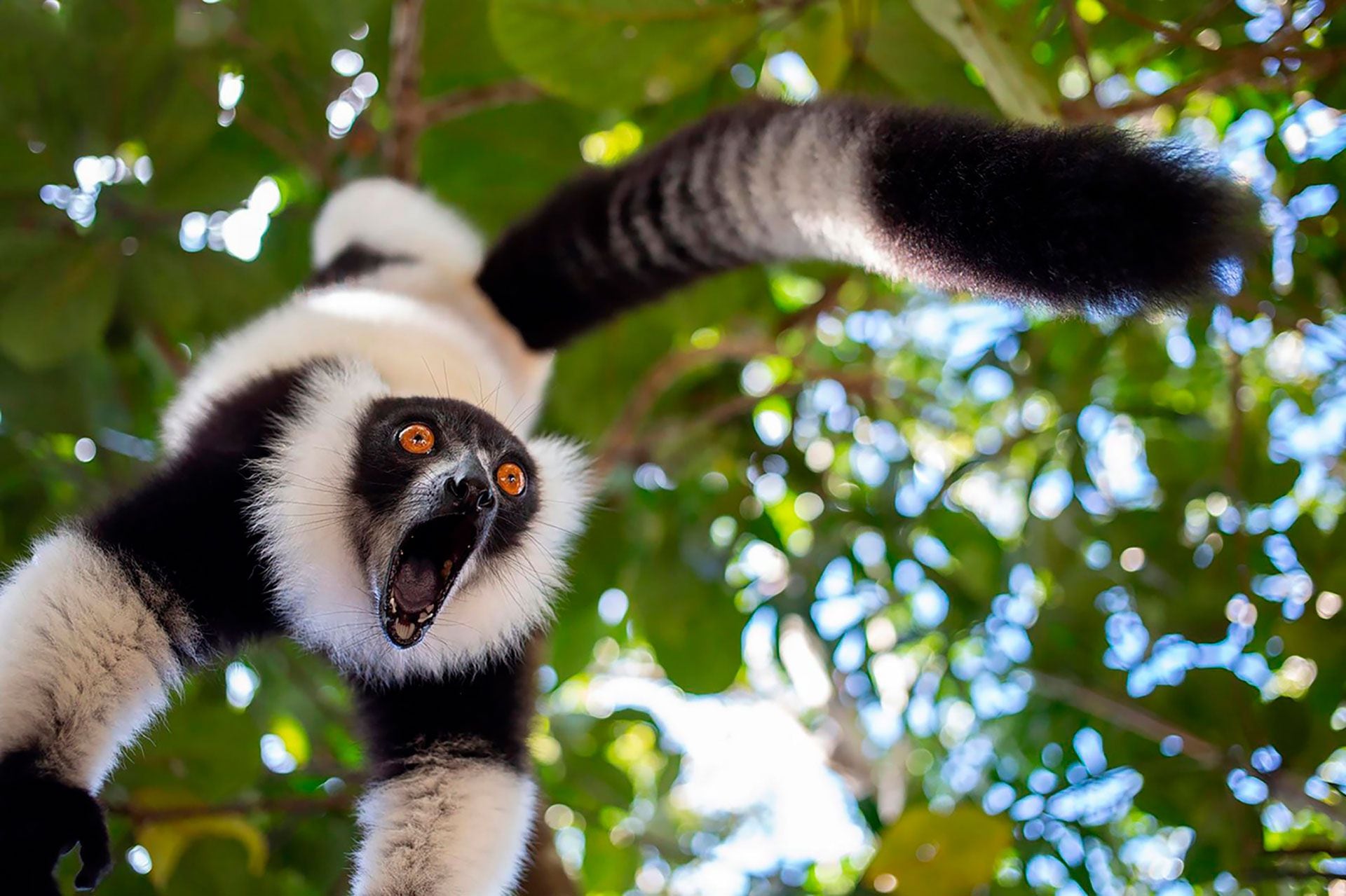 Un lémur que grita. 
(Sergey Savvi/Comedy Wildlife) 2023