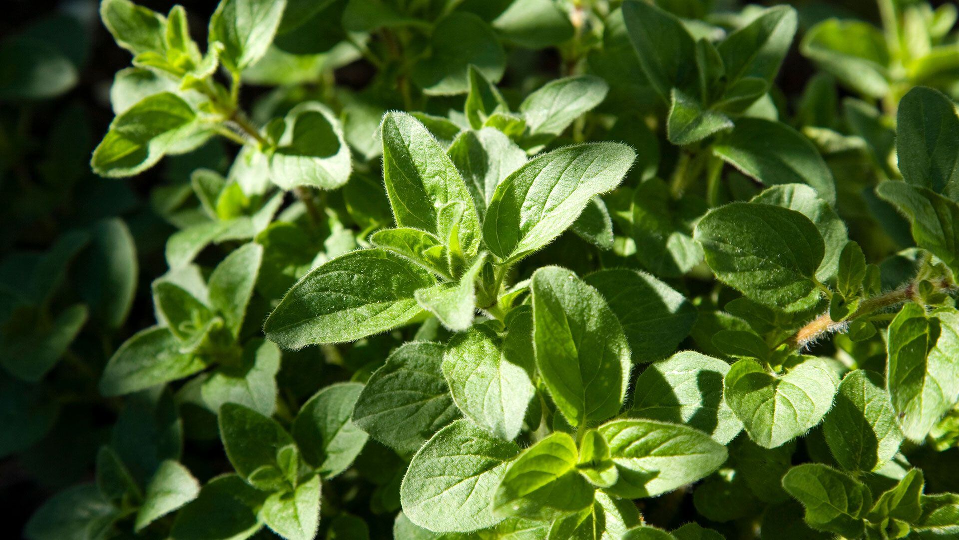 Té de oregano hierbas fitoterapia 1920x1080