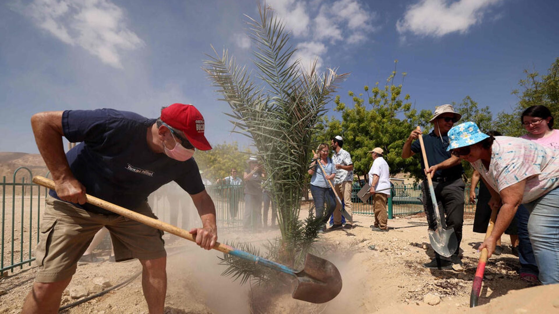 Trabajadores del kibutz trasplantan a 'Judith', una palmera femenina germinada a partir de semillas de 1000 años de antigüedad, en el Kibutz Ketura, en el sur de Israel (Photo: AFP)