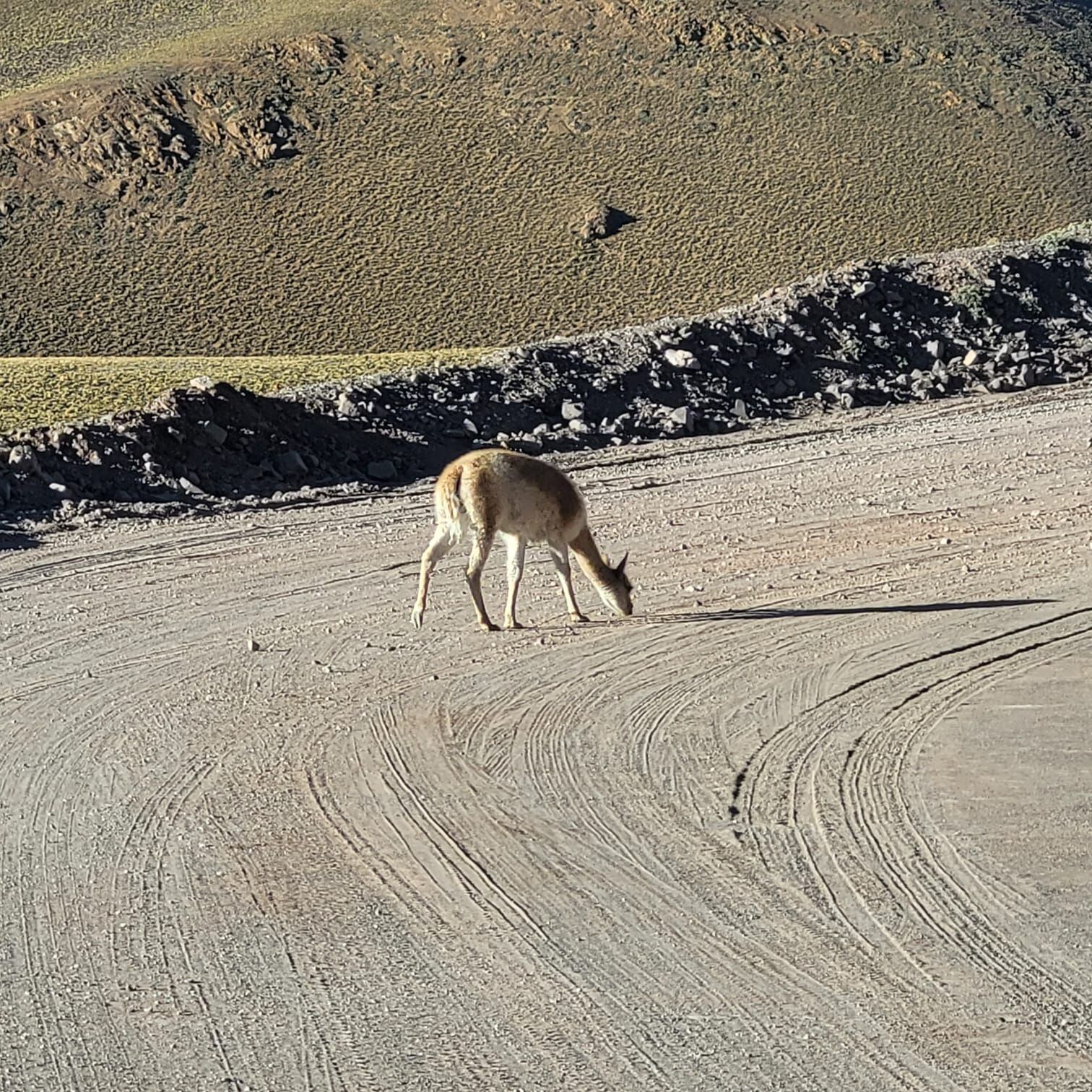 La huella minera de la litífera china Zijin en Catamarca