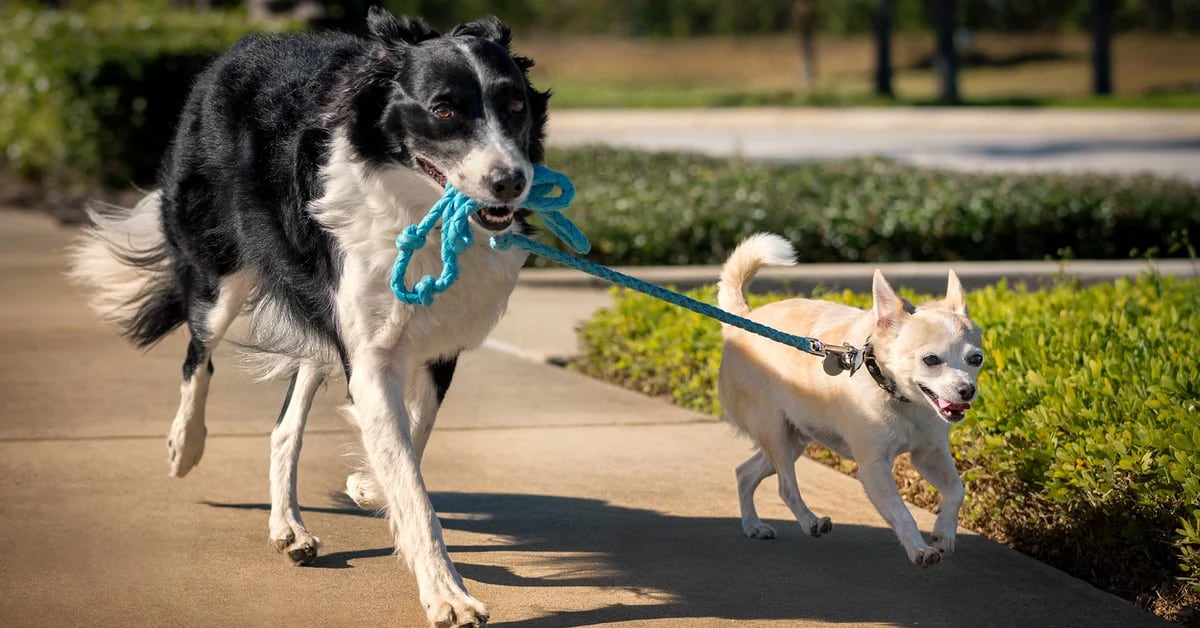 Why do dogs have to walk?