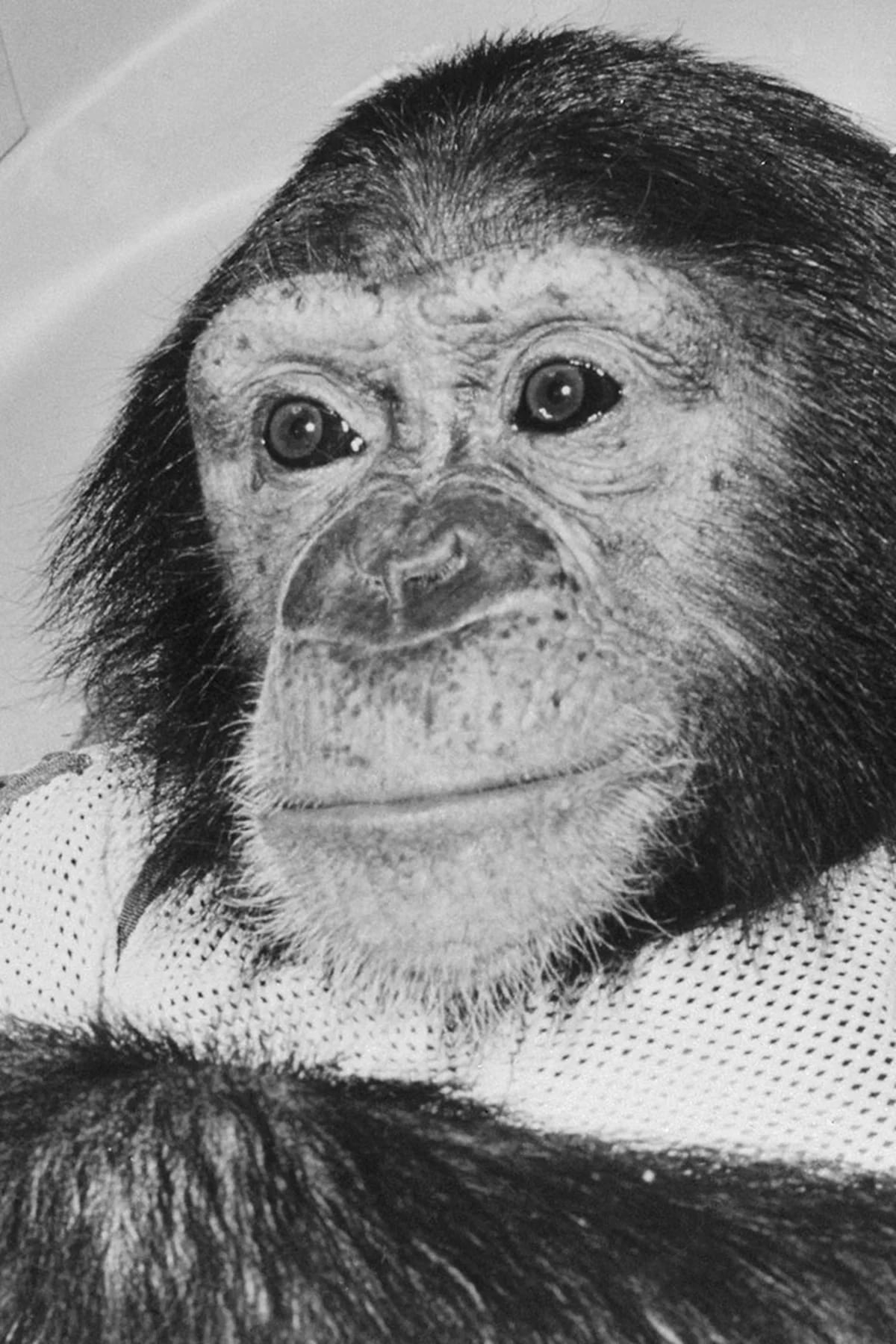 Ham, el chimpancé que viajó al espacio hace 60 años