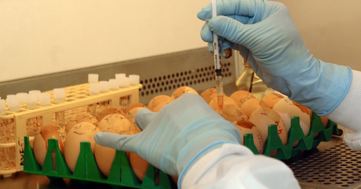 Europe and Africa become the epicenter of avian influenza epidemics
