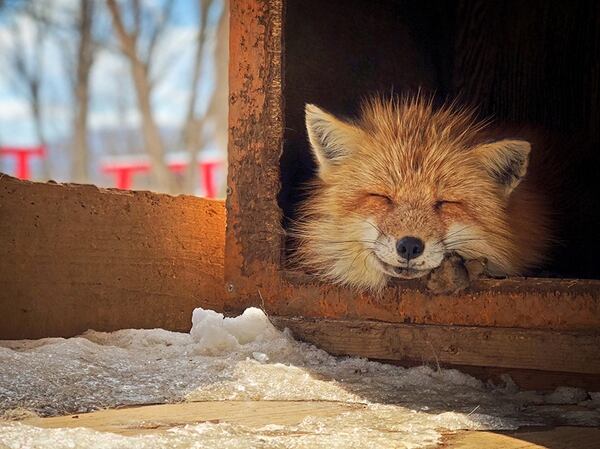 El tercer lugar fue para Erica Wu (Taiwan) con “Smiling Fox” (zorro sonriente) “Este zorro dormía dentro de la caja y asomaba la cabeza para disfrutar del sol durante la temporada de nieve”, destacó la autora. La foto se hizo con un iPhone X en “el pueblo de los Zorros” en Zao, Japón.