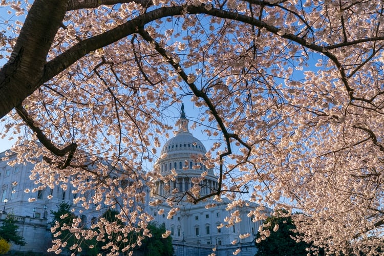 Cerezos en Washinton D.C. (AP Photo/J. Scott Applewhite)