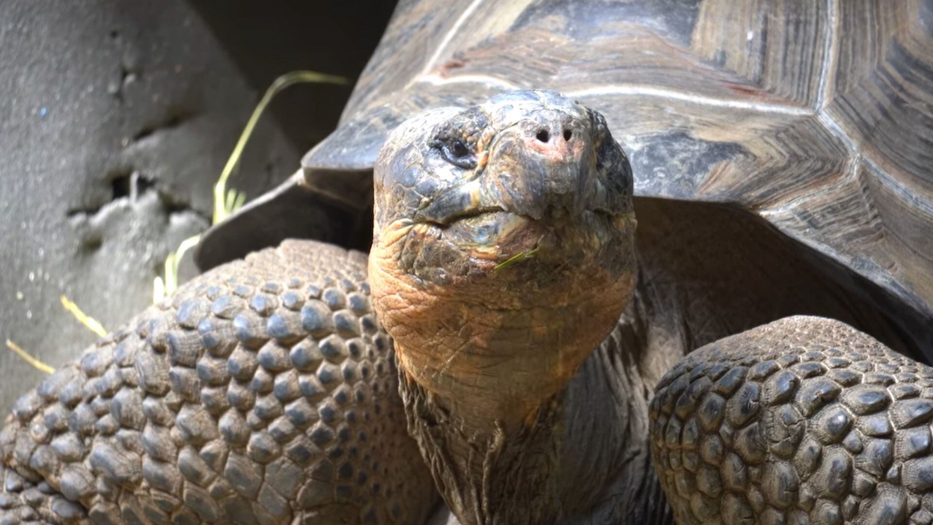 Hermes es una tortuga gigante de las Galápagos, especie extinta en la naturaleza. (Captura de pantalla/Facebook/Bioparc Fuengirola)

Hermes, tortugas, Fuengirola, España, tortugas gigantes de las Galápagos, mascotas, animales, animales extintos