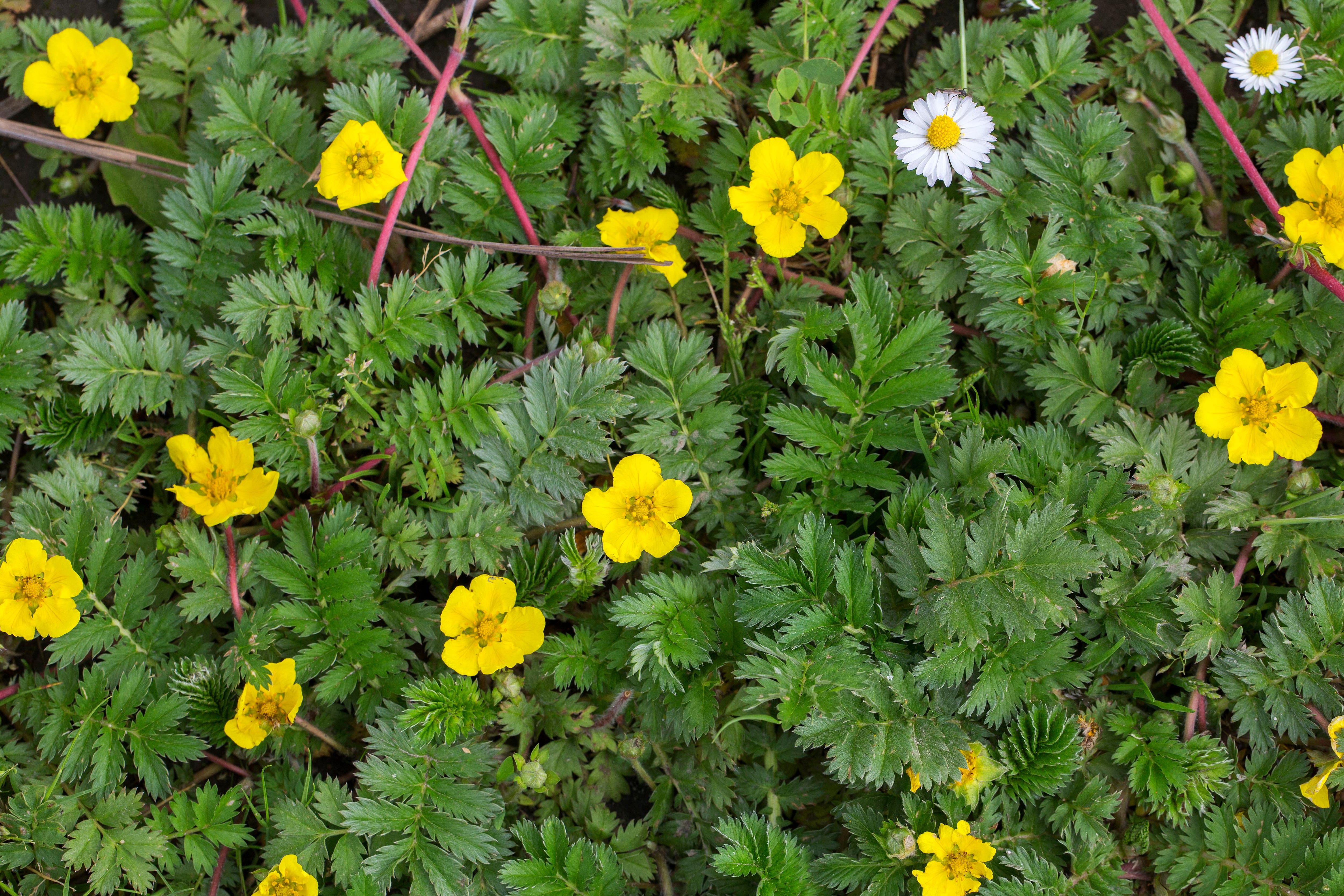 herbe argentée