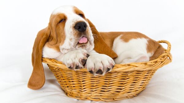 El sobrepeso en los perros también es causado por el sedentarismo y la poca actividad física del animal (Getty)