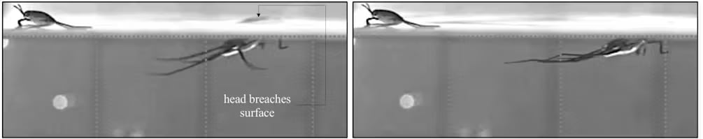 Los zancudos a menudo pueden regresar a la superficie si se sumergen, a diferencia de las partículas de plástico (Daren A. Watson y Andrew K. Dickerson, de las Actas de la Academia Nacional de Ciencias)