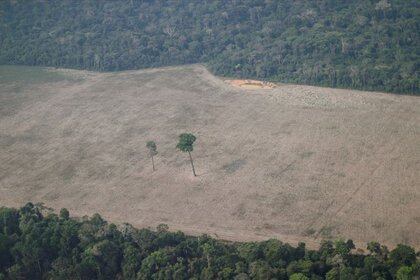 Imagen de archivo de una vista aérea que muestra un árbol en el centro de un sitio deforestado en el Amazonas cerca de Porto Velho, estado de Rondonia, Brasil. 14 de agosto, 2020. REUTERS/Ueslei Marcelino/Archivo