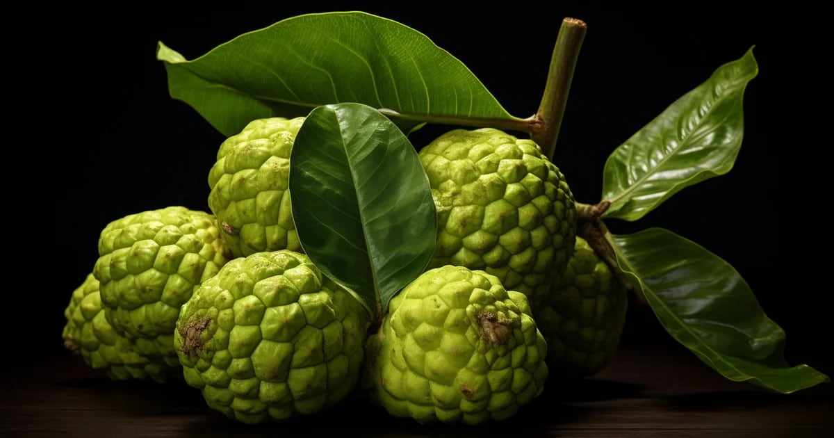 What is noni, what are its benefits and how should it be consumed?