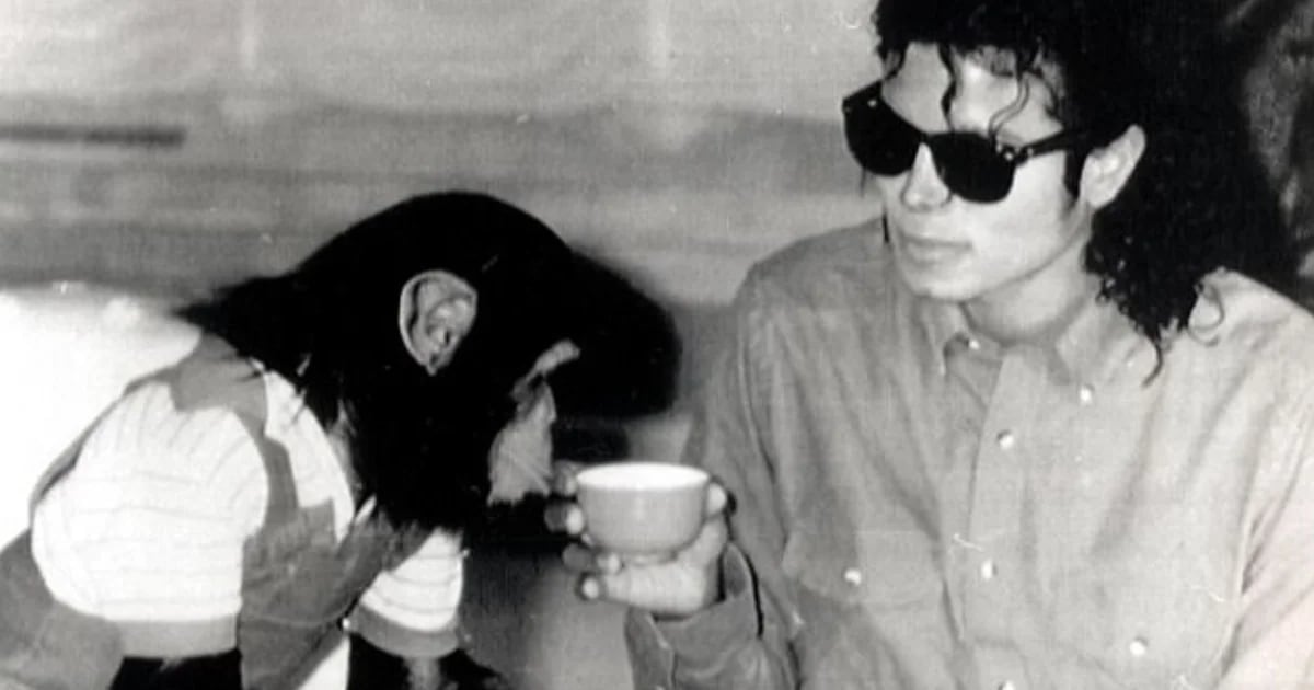 Quelle est la nouvelle vie de Bubbles, le chimpanzé de 41 ans qui appartenait à Michael Jackson ?