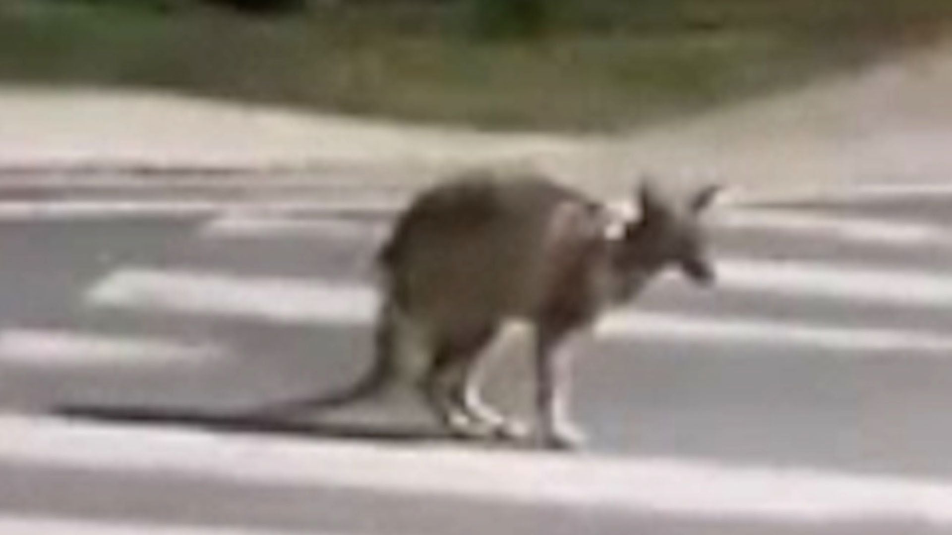 El animal fue grabado en una transitada intersección de la ciudad (Captura)