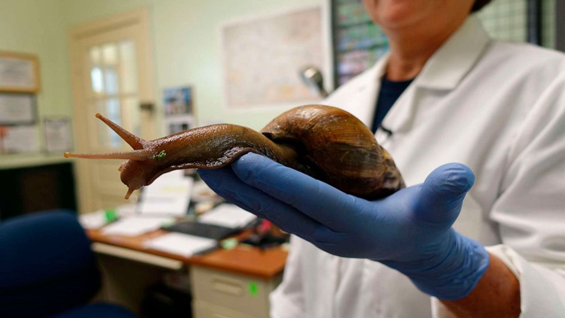 Caracol gigante africano