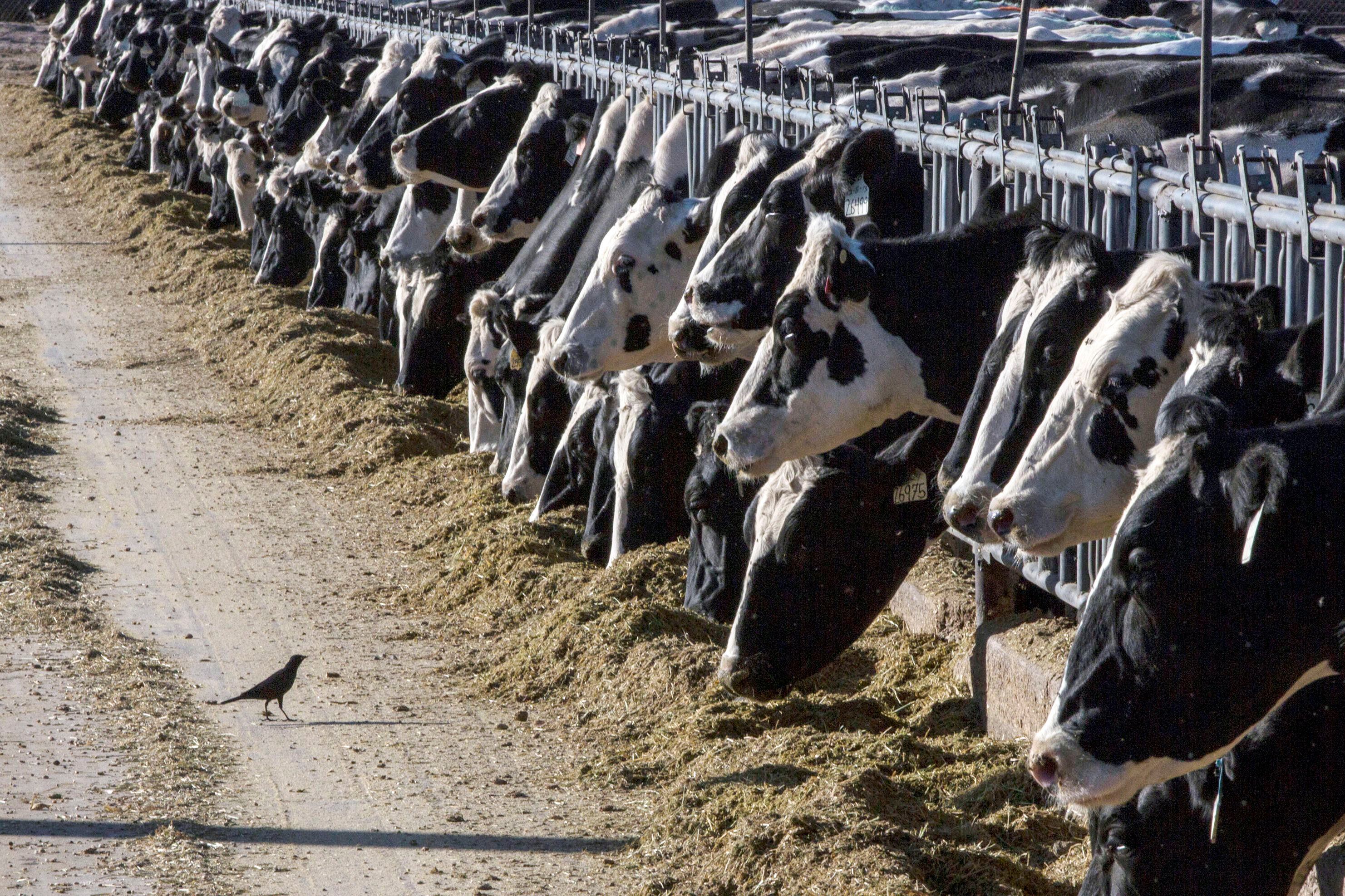 Entre marzo y mayo, el virus de la gripe aviar se había propagado en el ganado lechero en casi todos los rincones de los Estados Unidos (AP Foto/Rodrigo Abd, archivo)