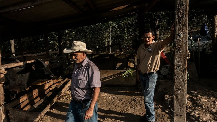 “El cambio climático está destruyendo algunas granjas”, dijos el productor cafetero Fredi Onan Vicen Peña (The New York Times)