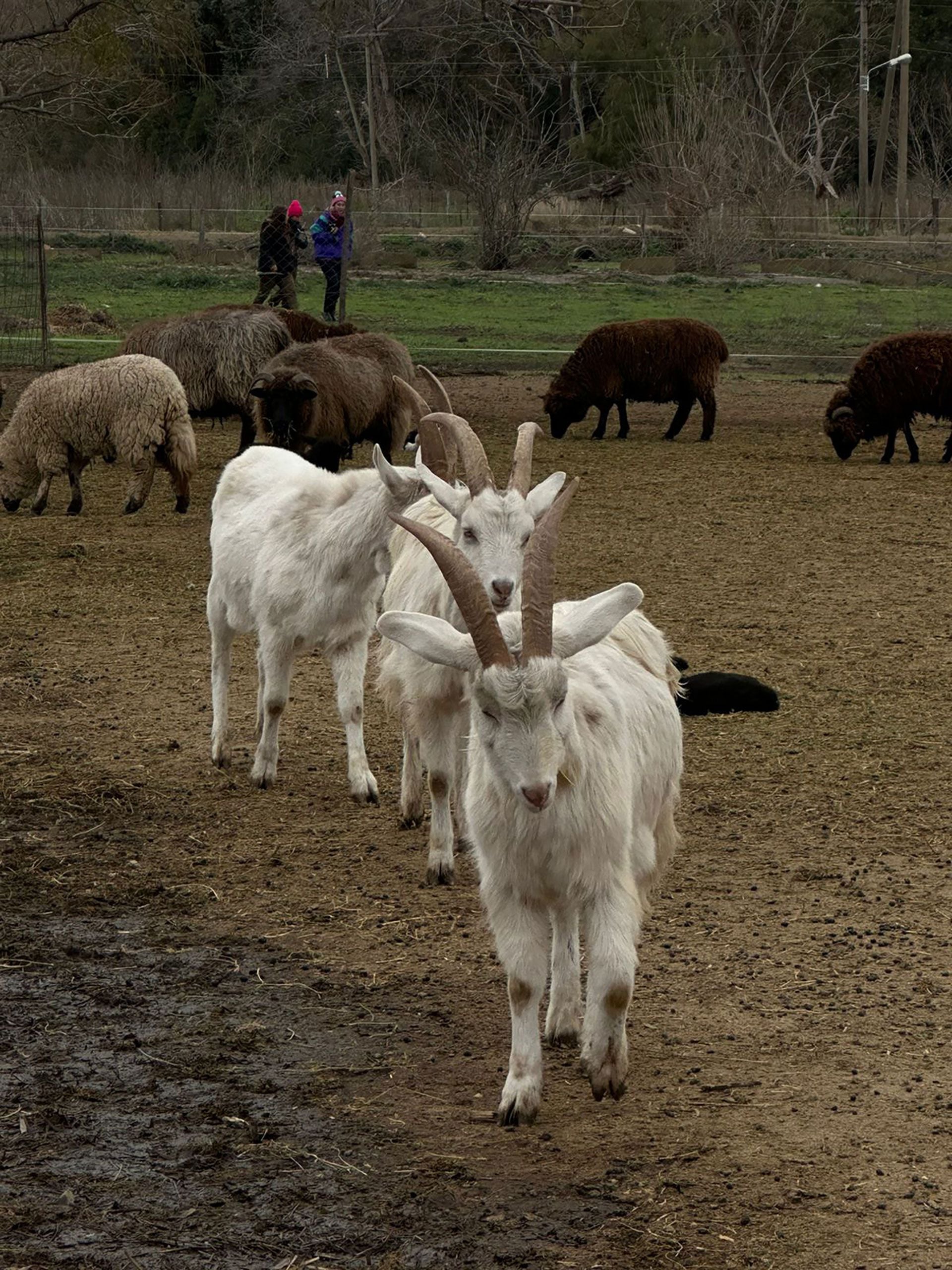 Una vista del predio de Luján con parte de los animales rescatados (@hogardeleslibres)