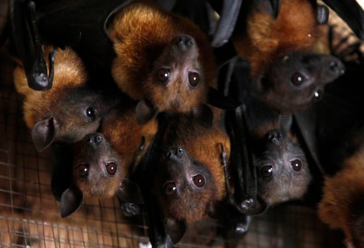 Por qué los coronavirus de los murciélagos son tan peligrosos ...