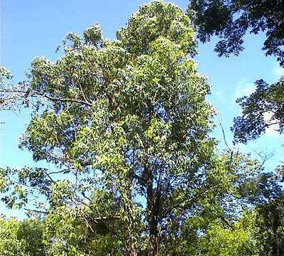 El eucalipto absorbe demasiada agua y obliga a especies nativas a desplazarse a otros lugares, dejando un espacio árido que ayuda en la propagación de incendios forestales - crédito X 