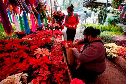 Esta planta roja de origen prehispánico, famosa hoy en todo el mundo (Foto: EFE)