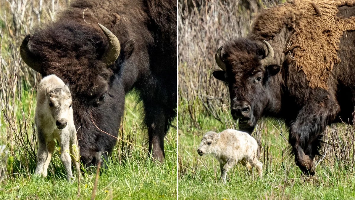 El nacimiento de una rara cría de búfalo blanco en el parque de Yellowstone cumple una profecía indígena