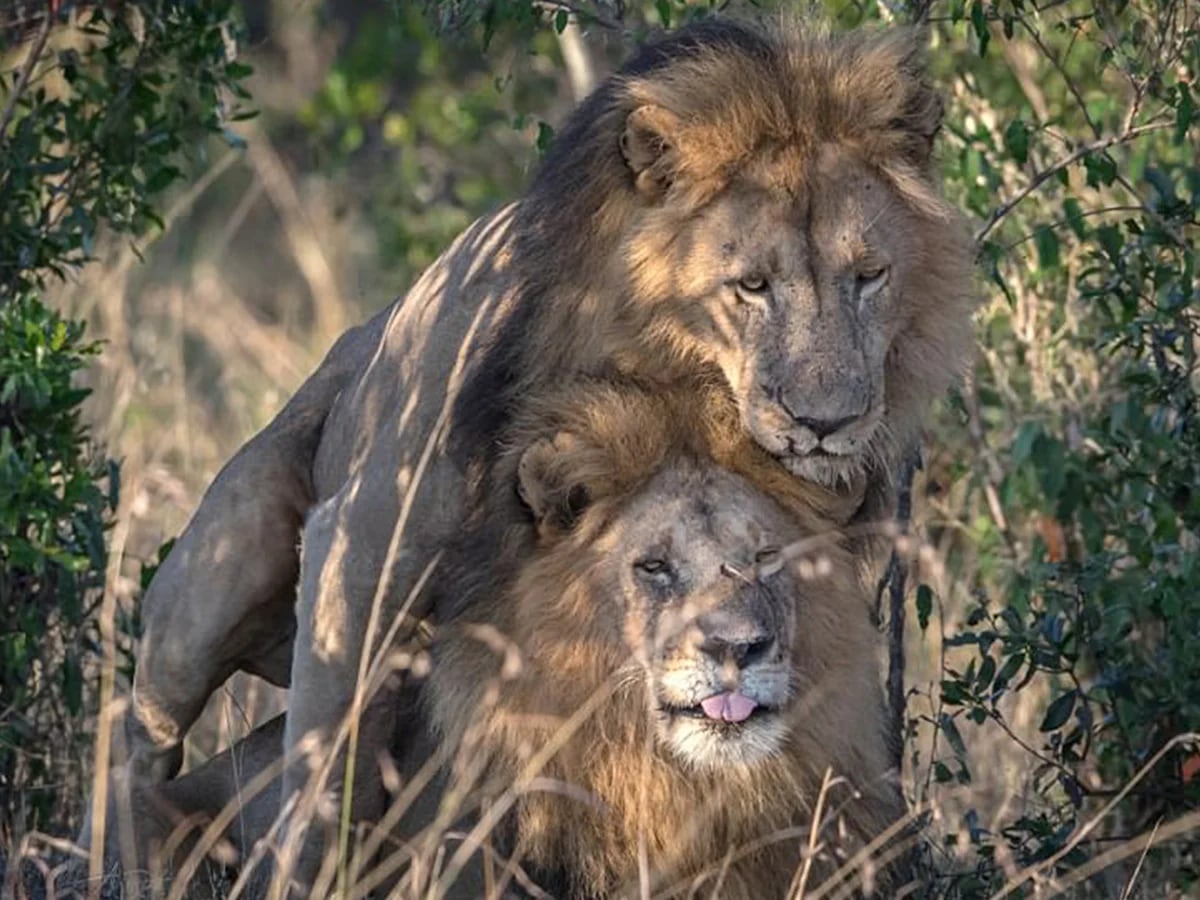 Top 35+ imagen dos leones gay
