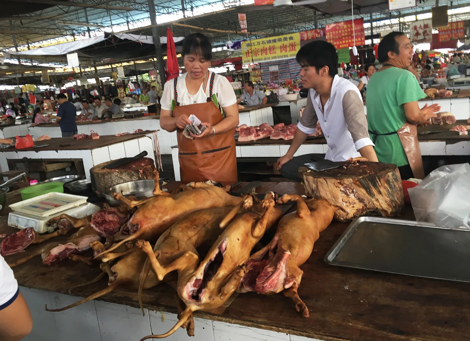 El brutal festival es acusado por el maltrato a los animales, muchos de los cuales son golpeados e incluso cocinados vivos. Una creencia popular afirma que cuanto más aterrorizado está el perro al morir, más sabrosa es su carne