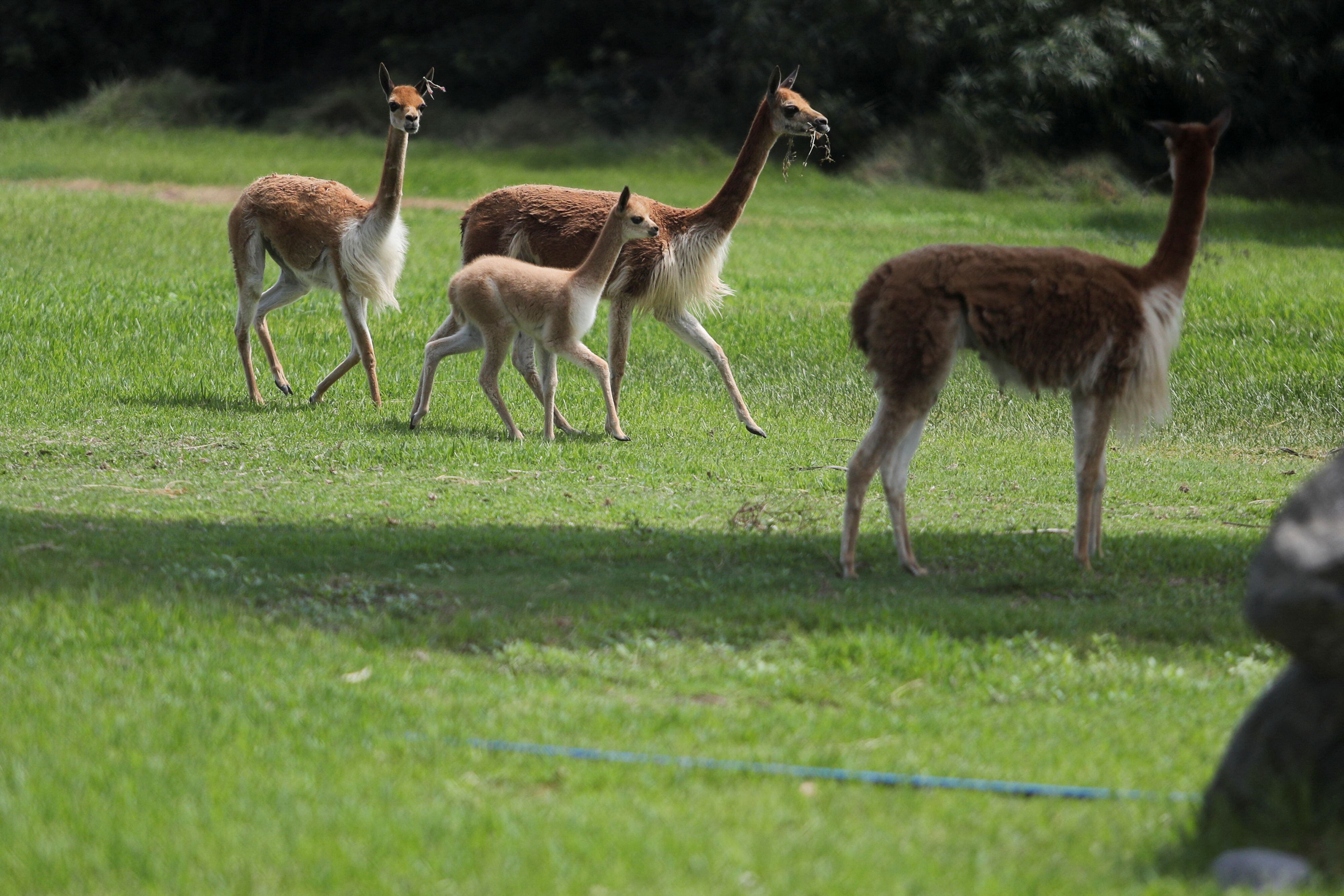 Feriado Largo En El Parque De Las Leyendas Esto Es Lo Que Debes Saber Si Llevarás Comida Al