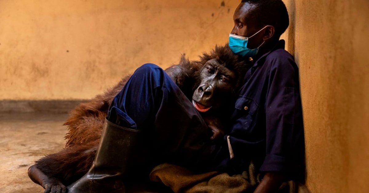 Dal selfie più commentato al più triste: Ndakasi, il famoso gorilla del Congo morto tra le braccia del suo custode.