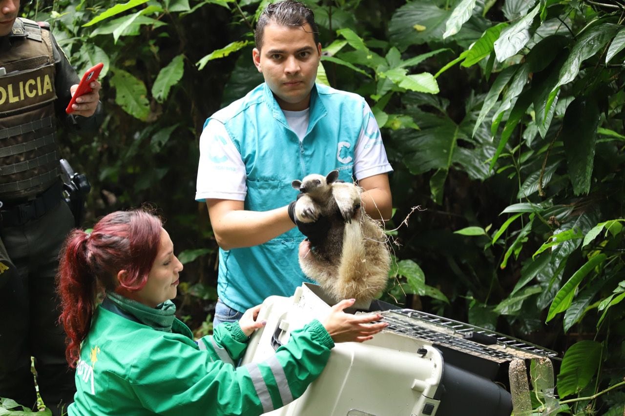 Imagens do lançamento do urso de mel resgatado em Bogotá, em uma área arborizada de Villavicencio, Meta. Foto: Ministério do Meio Ambiente