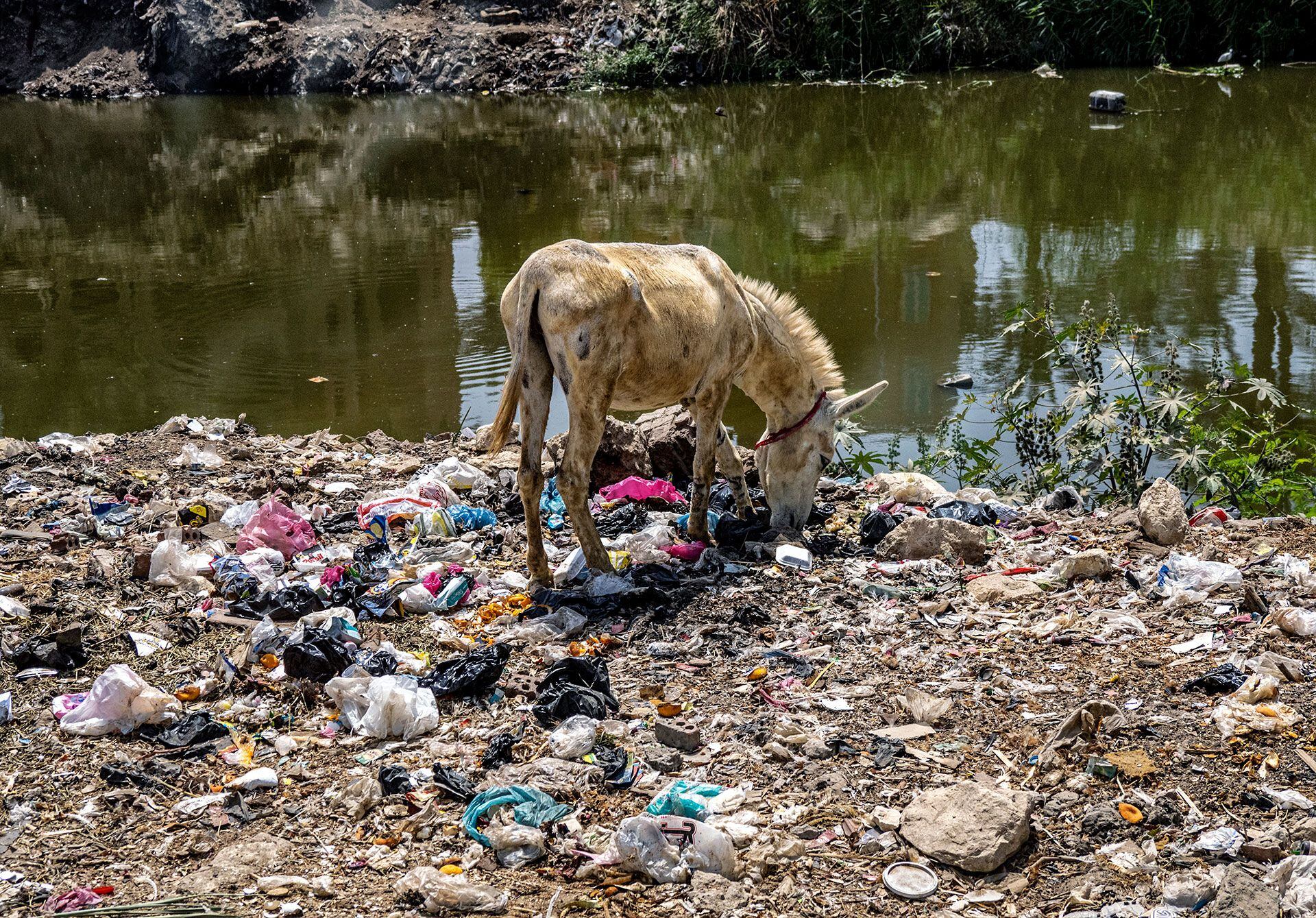 Hábitats Con Plástico Y Olas De Calor El Impacto Cada Vez Más Extendido De Las Actividades 3221