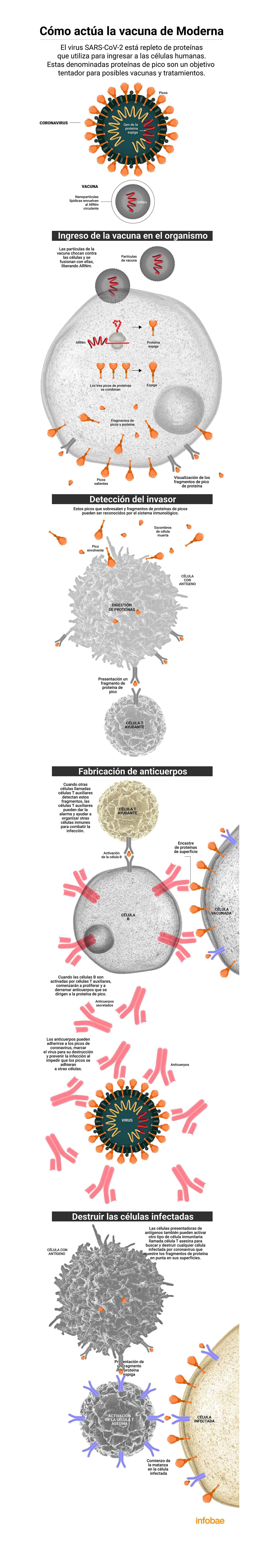 Cómo actúa la vacuna Moderna - infografía