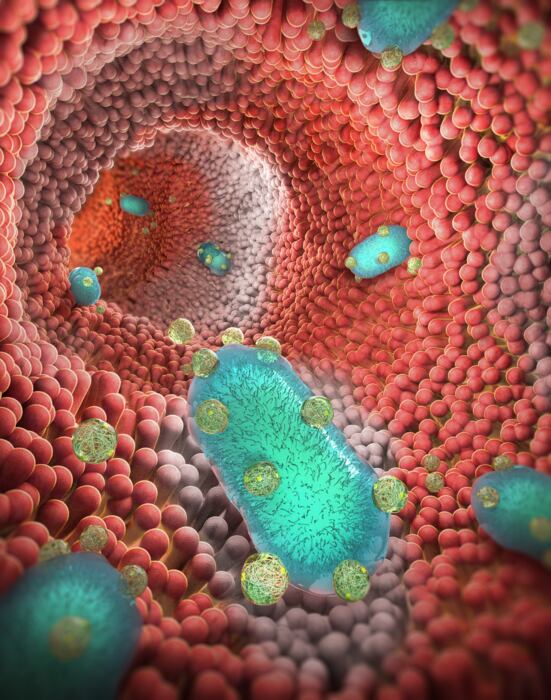 Hay una serie de factores que modifican la microbiota y qué se deberían tener en cuenta para evitar la pérdida de la diversidad bacteriana
CREDIT: Quanyin Hu