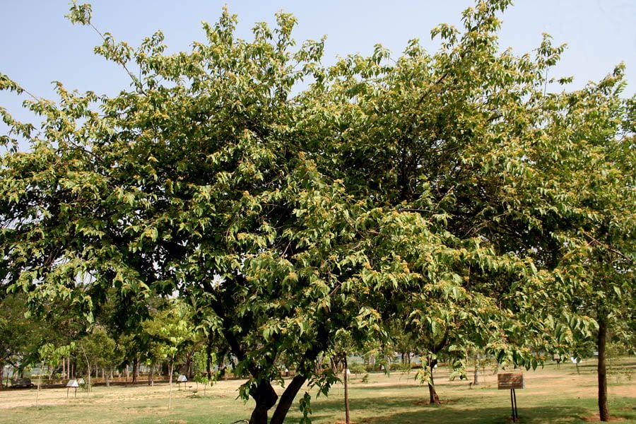 La planta es originaria de los trópicos de América
Foto:
Wikipedia/J.M.Garg