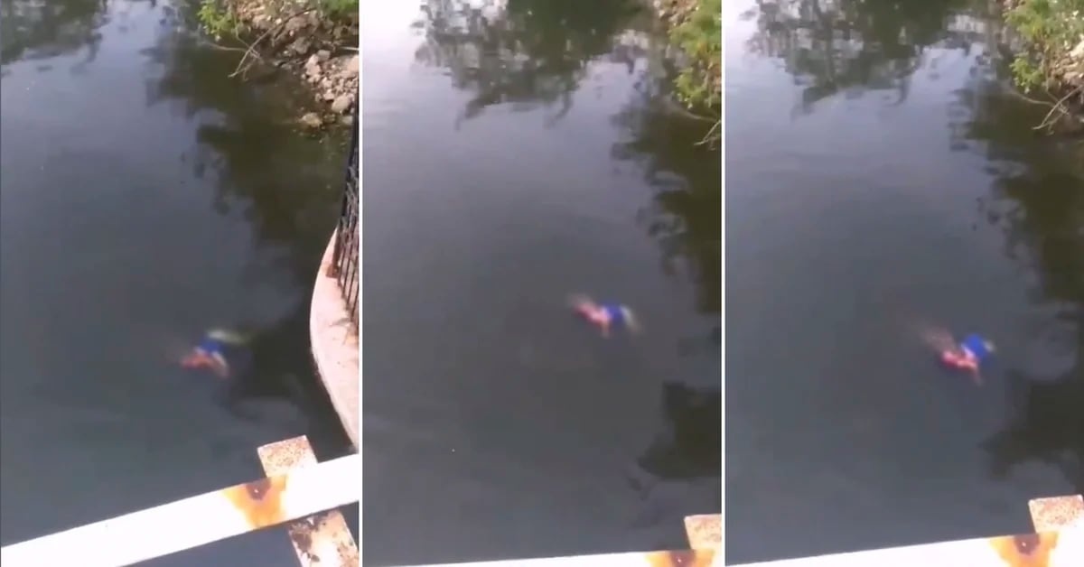 El espeluznante momento en que un cocodrilo devoró a una mujer que lavaba  ropa en un río de Tampico - Infobae