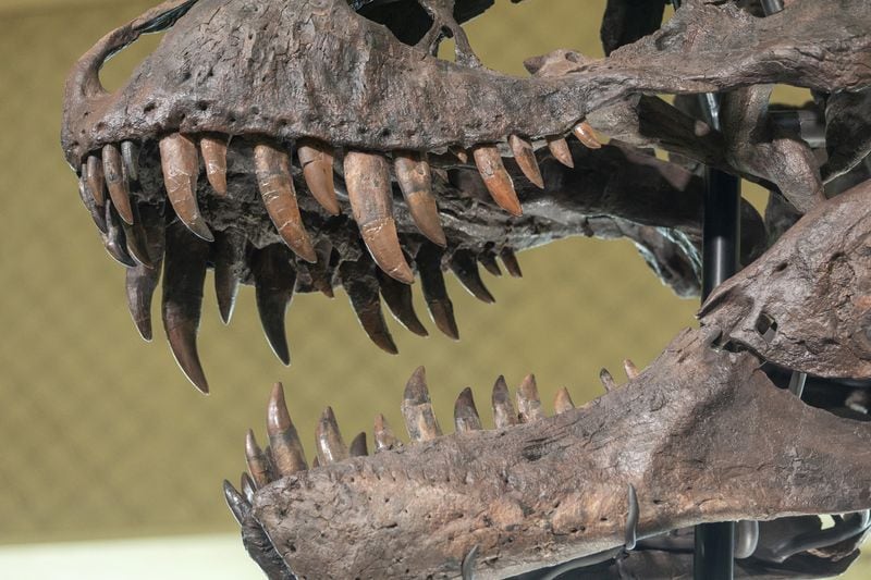 Un nuevo estudio muestra que Nanotyrannus era una sexta parte del tamaño del T. rex y tenía características distintivas
Mar 29, 2023. REUTERS/Denis Balibouse