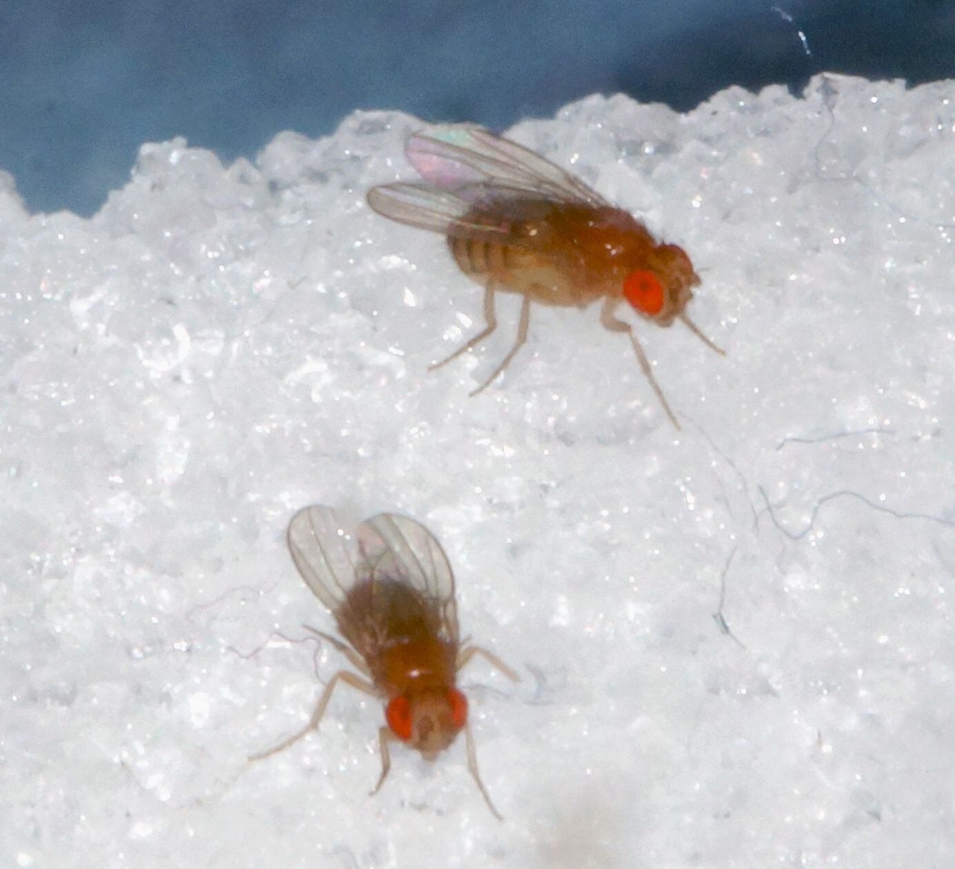 Exposure to sugar and activation of the reward pathway can relieve depression-like states in the Drosophila fruit fly.  CREDIT photo/©: Tim Hermanns