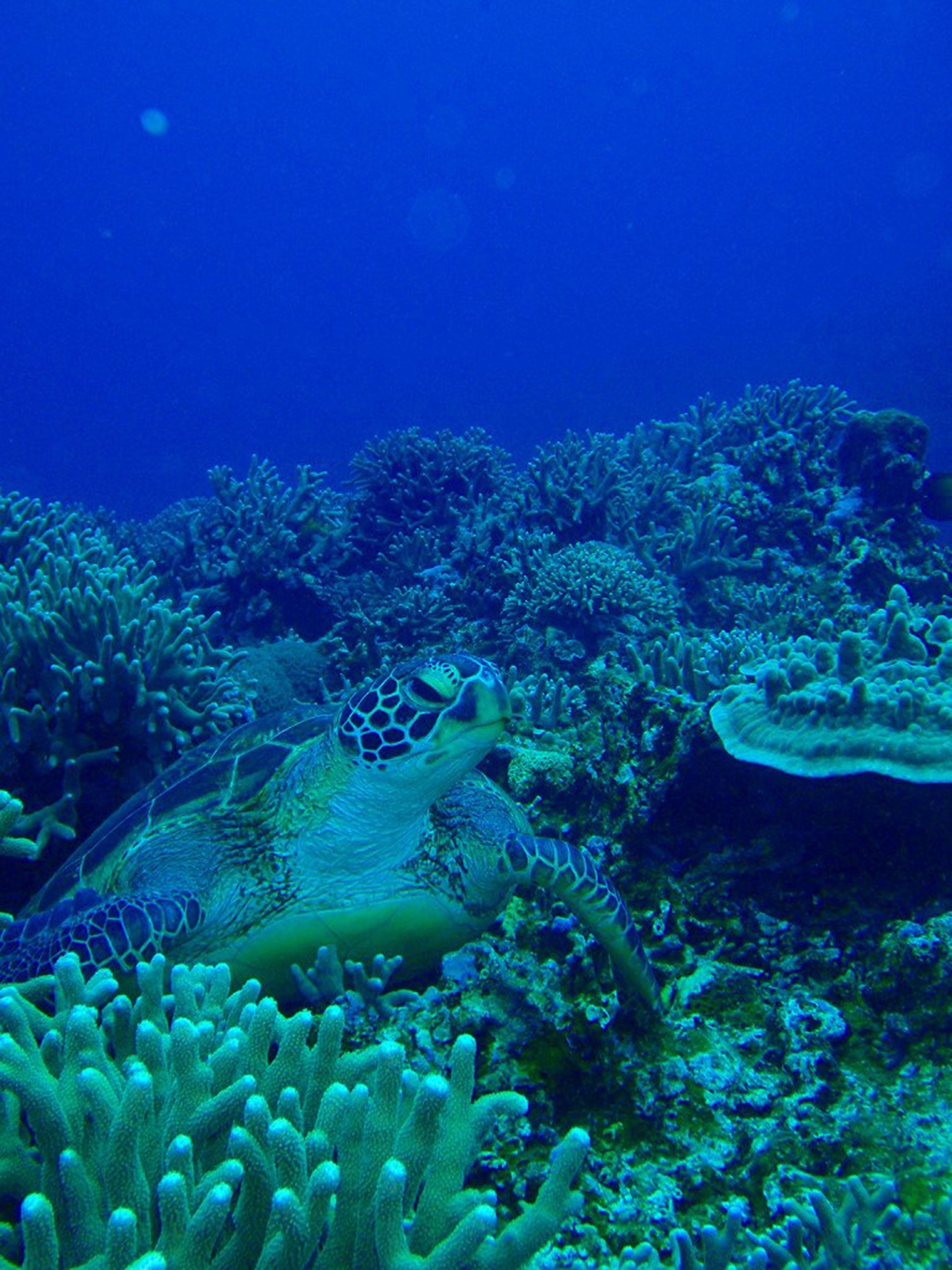 A medida que las condiciones ambientales se ven alteradas por el aumento de las temperaturas, los arrecifes de coral se han vuelto más vulnerables a diversas dolencias que los aquejan