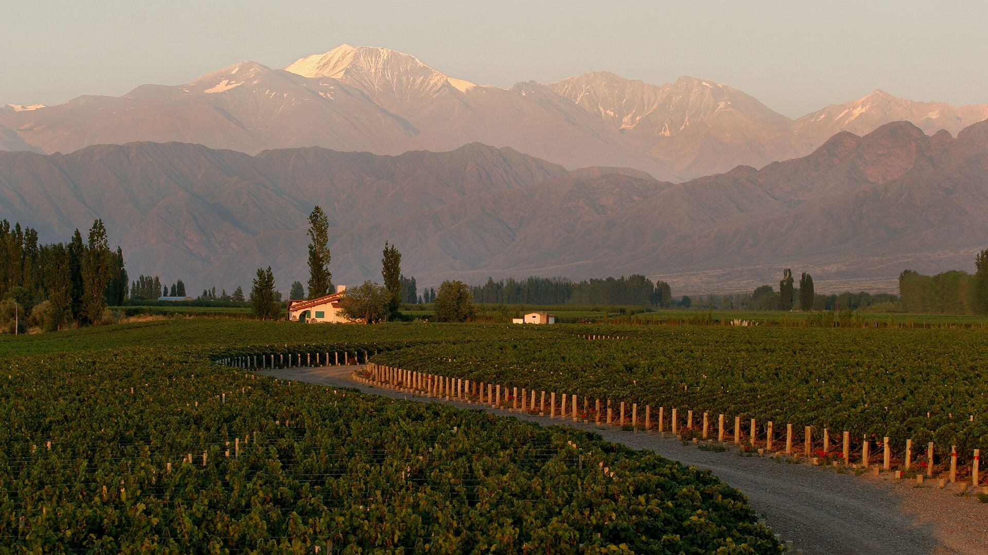 En Mendoza se producen gran parte de los vinos nacionales, entre otras cosas, por las características de altura y clima, entre otras