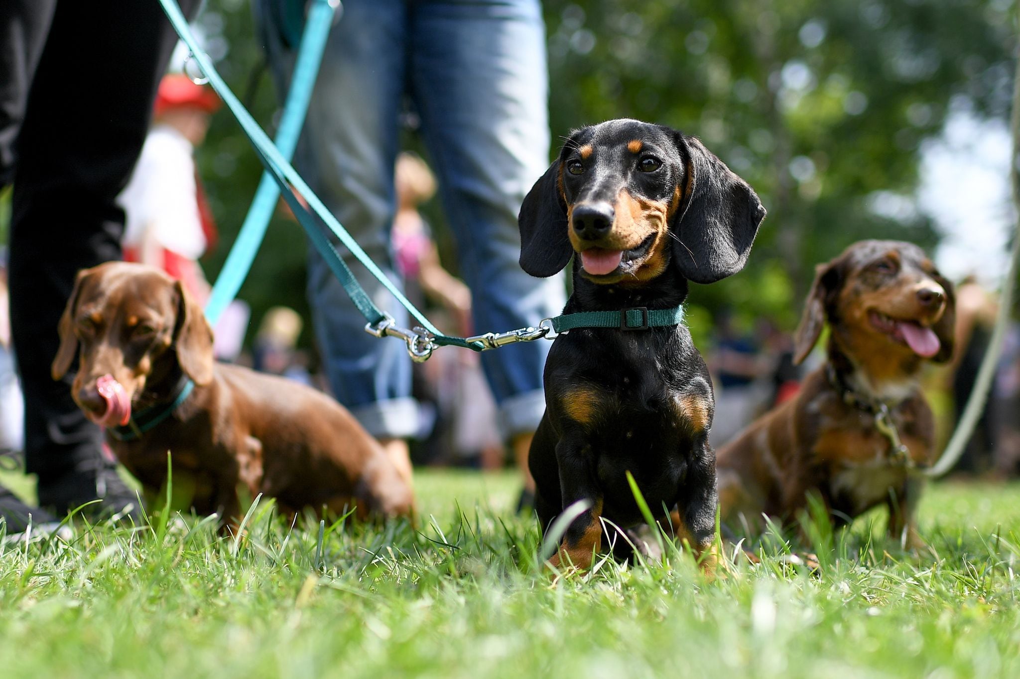 El Fascinante Mundo del Perro Salchicha: Explorando su Historia, Crianza y  Personalidad Única - Doggies in Town