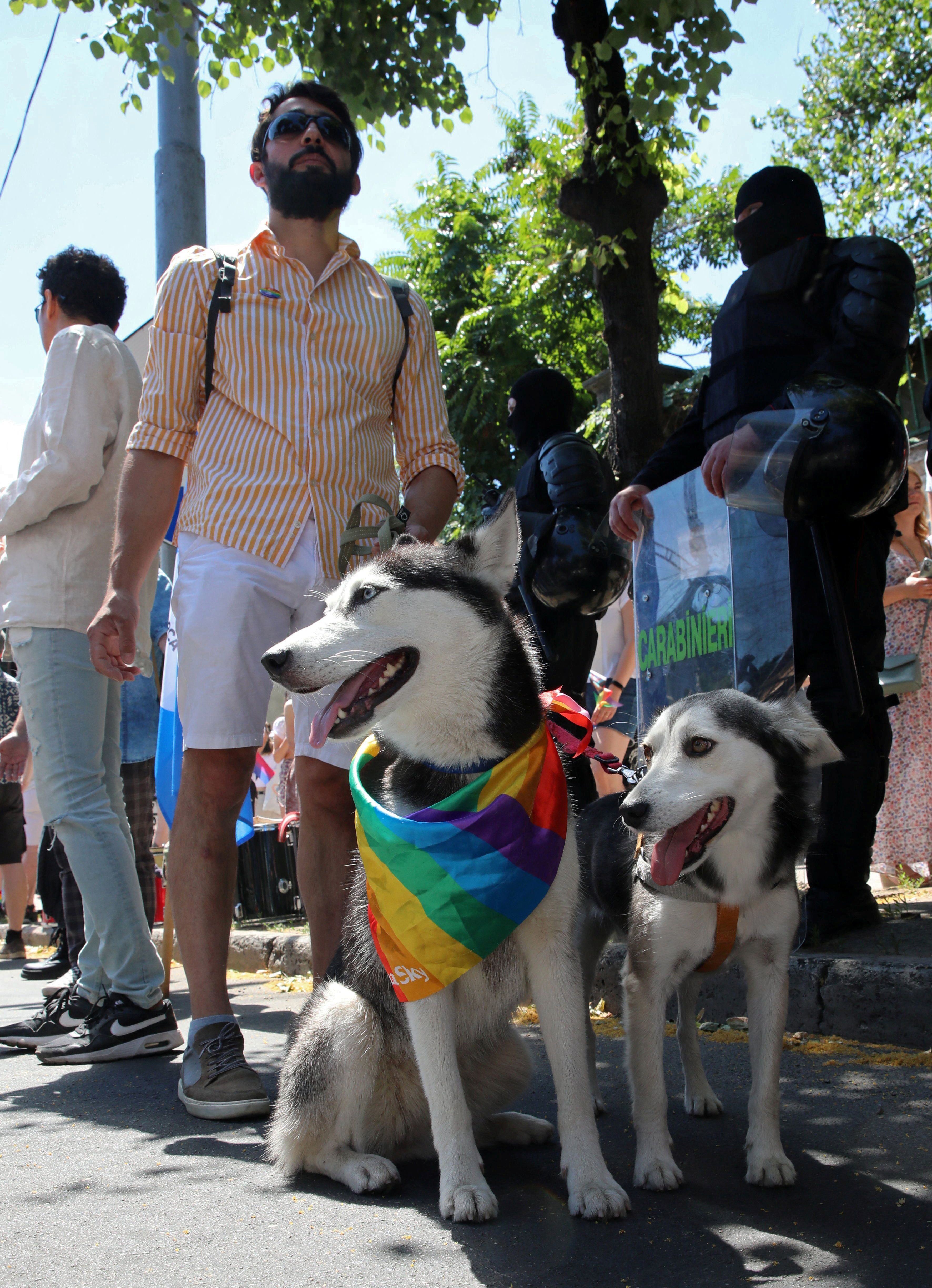 Perro gay”: ovacionan a un canino en marcha LGBT+ de Guadalajara - Infobae