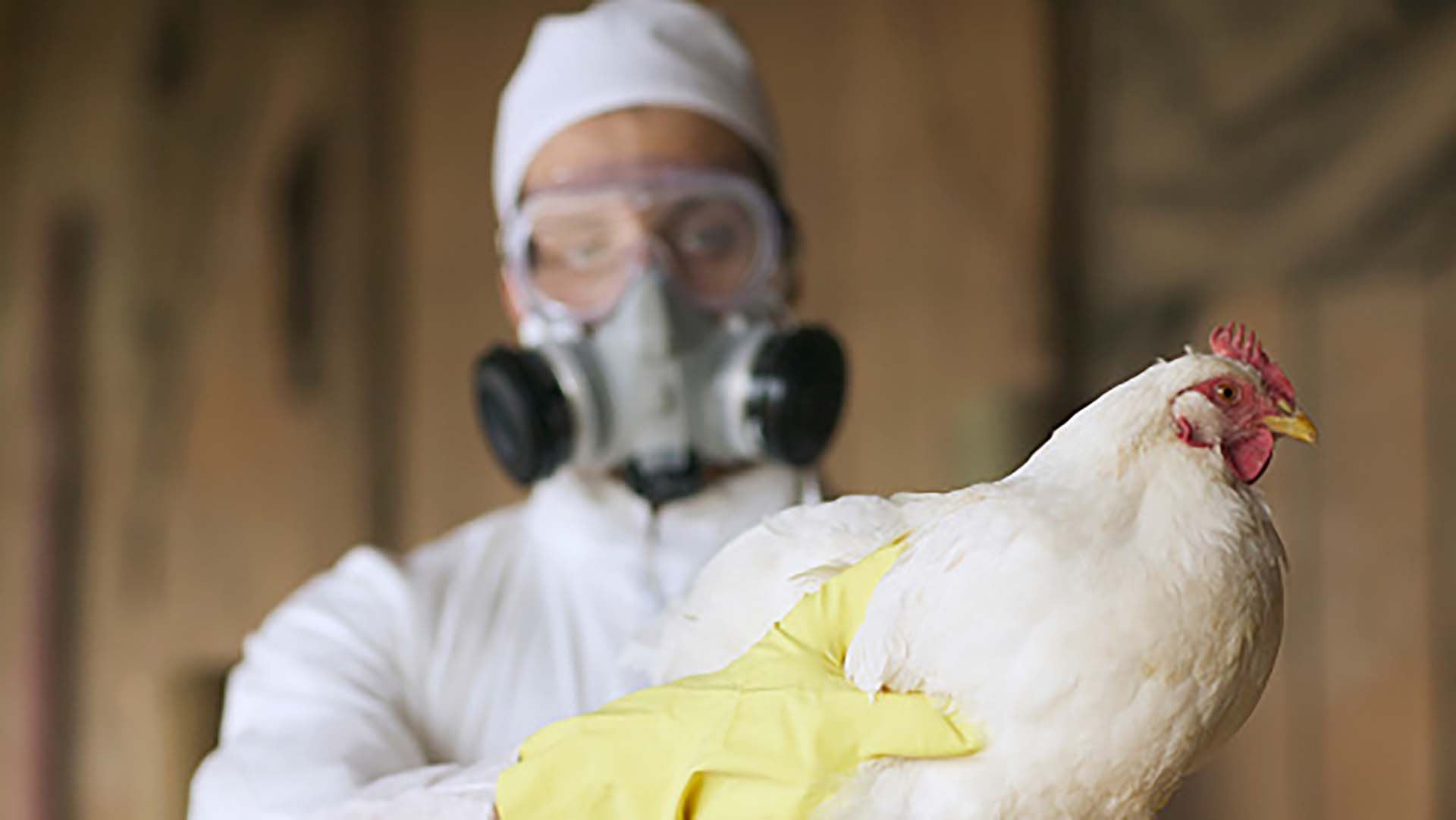 En América se han reportado 3 casos de gripe aviar en humanos. Uno en Estados Unidos (abril de 2022), otro en Ecuador (enero de 2023) y el tercero en Chile (marzo de 2023)/Archivo