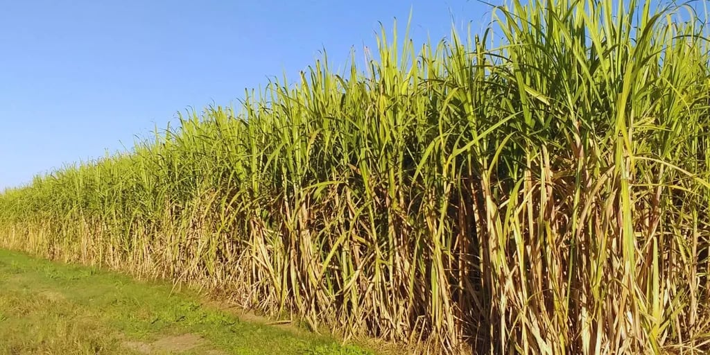  INTA Famaillá desarrollo dos nuevas variedades de caña de azúcar