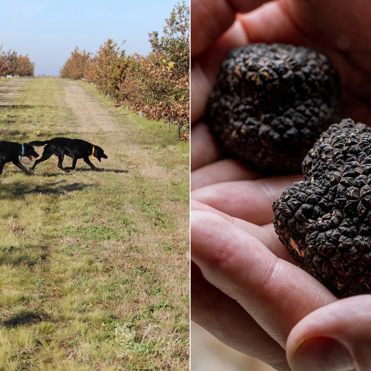 Palas para cazadores de trufas